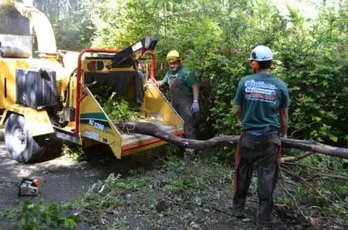 tree services Bald Knob